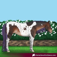 Horse Color:Painted Brown Tobiano Blanket 