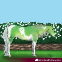 Horse Color:Watercolor Silver Brown Tobiano Appaloosa 