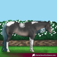 Horse Color:Painted Black Tobiano Appaloosa Rabicano