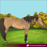 Horse Color:Buckskin Rabicano 