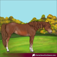 Horse Color:Chestnut Rabicano