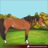 Horse Color:Bay Rabicano