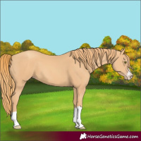 Horse Color:Gold Champagne