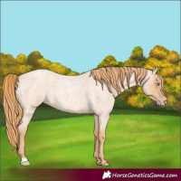 Horse Color:Gold Champagne Roan