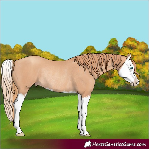 Horse Color:Gold Champagne Splash Rabicano 