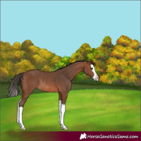 Horse Color:Bay Splash Rabicano