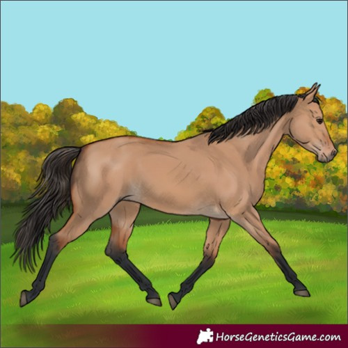Horse Color:Bay Dun