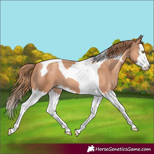Horse Color:Gold Champagne Splash Tobiano 