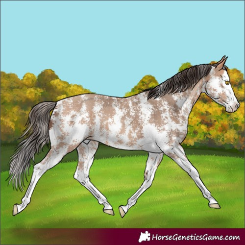 Horse Color:Amber Champagne Sabino Splash