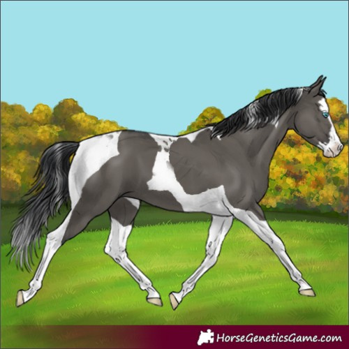 Horse Color:Grullo Splash Tobiano 