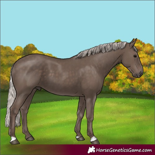 Horse Color:Silver Black 