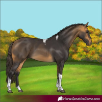 Horse Color:Buckskin Tobiano