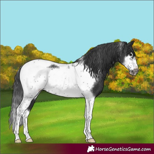 Horse Color:Black Tobiano Frame Rabicano 