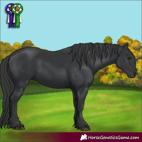 Horse Color:Black 