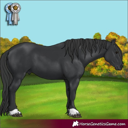 Horse Color:Black 