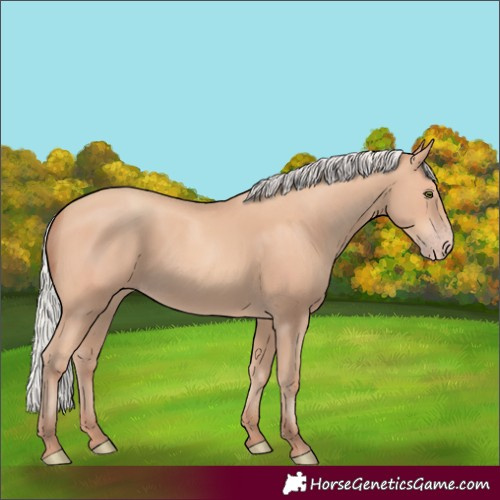 Horse Color:Silver Amber Champagne 