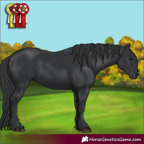 Horse Color:Black 