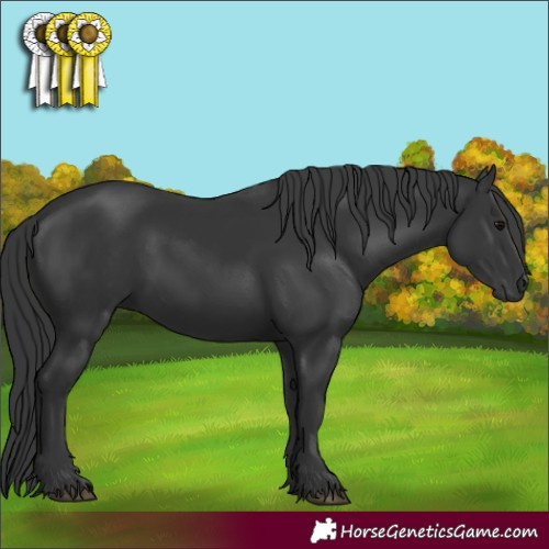Horse Color:Black 