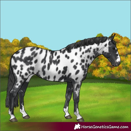 Horse Color:Black Appaloosa 