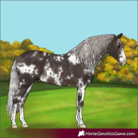 Horse Color:White Spotted Silver Brown Rabicano