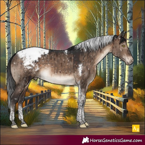 Horse Color:Brown Dun Tobiano Appaloosa Brindle 