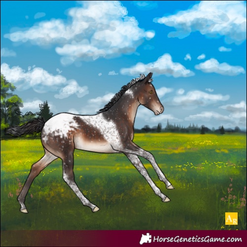 Horse Color:Brown Tobiano Appaloosa 