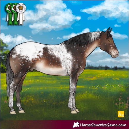 Horse Color:Brown Tobiano Appaloosa 