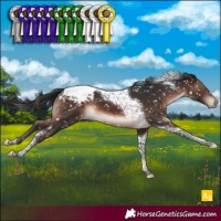 Horse Color:Brown Tobiano Appaloosa 