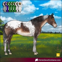 Horse Color:Brown Tobiano Appaloosa 