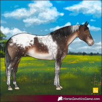 Horse Color:Brown Tobiano Appaloosa 