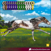 Horse Color:Brown Tobiano Snowcap 