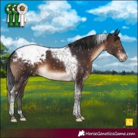 Horse Color:Brown Tobiano Appaloosa 