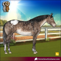 Horse Color:Brown Dun Tobiano Appaloosa Brindle 