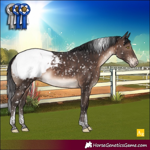 Horse Color:Brown Tobiano Appaloosa