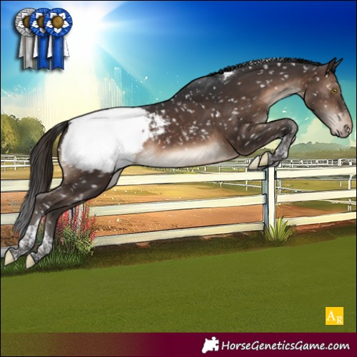 Horse Color:Brown Tobiano Appaloosa 