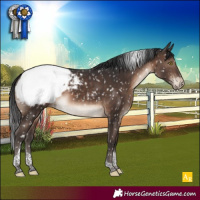 Horse Color:Brown Tobiano Appaloosa 