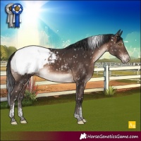 Horse Color:Brown Tobiano Appaloosa 