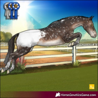 Horse Color:Brown Tobiano Appaloosa 