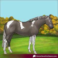 Horse Color:Gray Silver Grullo Tobiano