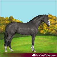 Horse Color:Black Sabino Rabicano 