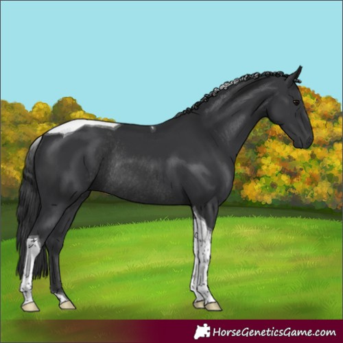 Horse Color:Black Tobiano Rabicano