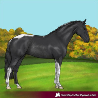 Horse Color:Black Tobiano Rabicano 