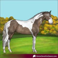 Horse Color:Gray Silver Grullo Sabino Tobiano Rabicano