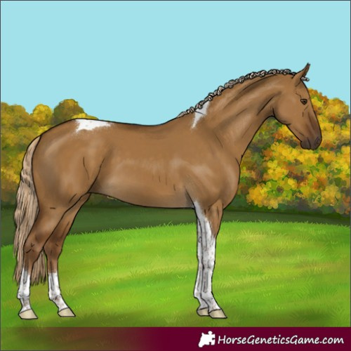 Horse Color:Chocolate Palomino Dun Tobiano