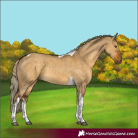 Horse Color:White Spotted Chocolate Palomino Dun Tobiano