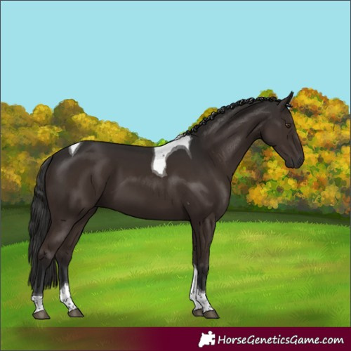 Horse Color:Liver Chestnut Tobiano 