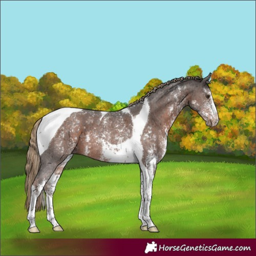 Horse Color:Liver Chestnut Sabino Tobiano