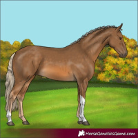 Horse Color:Chocolate Palomino Tobiano 