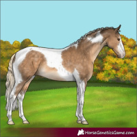 Horse Color:White Spotted Chocolate Palomino Tobiano