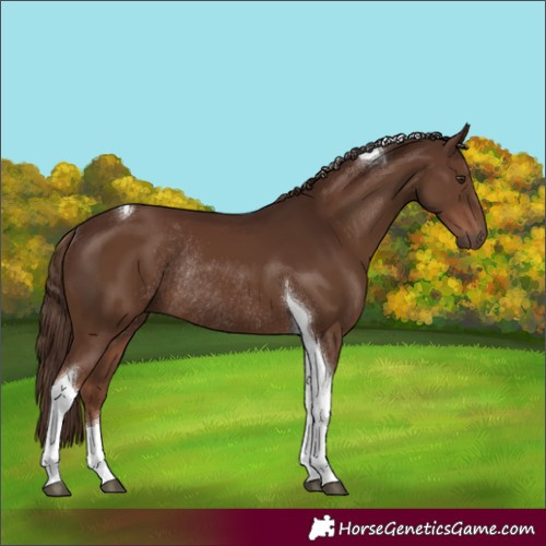 Horse Color:Liver Chestnut Tobiano Rabicano 